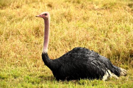 Κάθυ Βολταίρα