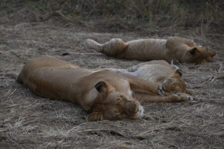 Κάθυ Βολταίρα