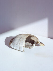 Δανάη Παναγιωτίδη – We live inside a dream