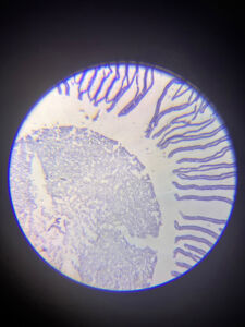 Δανάη Παναγιωτίδη – We live inside a dream