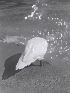 Δανάη Παναγιωτίδη – We live inside a dream