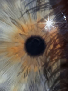 Δανάη Παναγιωτίδη – We live inside a dream