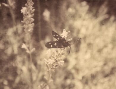 Κωνσταντίνα Στεργιοπούλου - Αποτύπωμα