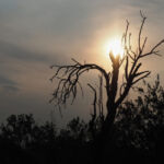 Αλέκα Τσιρώνη