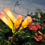 Αλέκα Τσιρώνη - No name zine, τεύχος #2