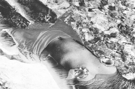 Κατερίνα Τσακίρη