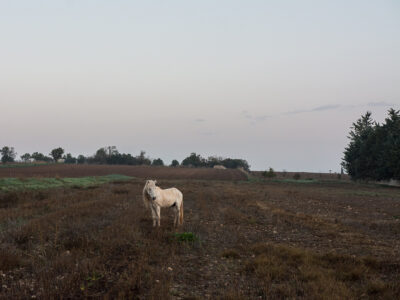 Βασίλης Νεμπεγλεριώτης