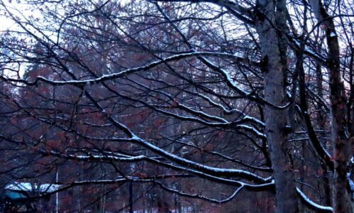 Δήμητρα Σωτηρίου - περιοχή Σβανγκάου, Γερμανία