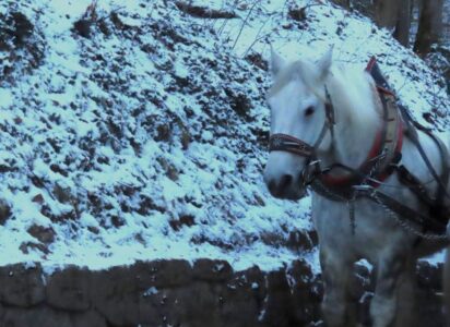 Δήμητρα Σωτηρίου - περιοχή Σβανγκάου, Γερμανία