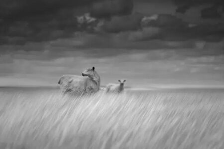 Chris Friel