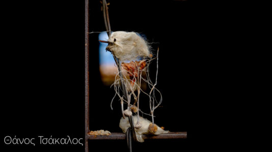 Θάνος Τσάκαλος