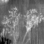 Χρήστος Δημητρίου - Branches photosynthesis