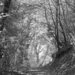 Χρήστος Δημητρίου - Branches photosynthesis