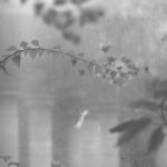 Χρήστος Δημητρίου - Branches photosynthesis