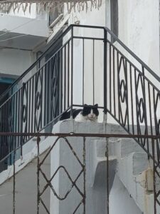 ΕΛΕΝΑ ΝΙΚΟΛΑΡΑΚΗ